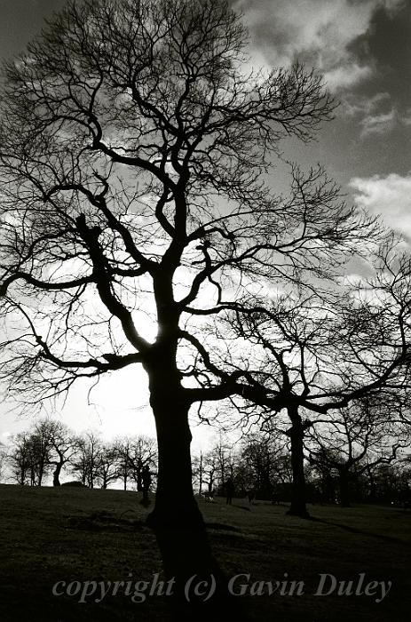 Winter Tree, Greenwich Park, London 12360025.JPG